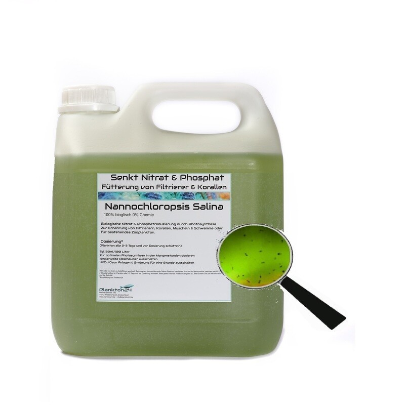 Plankton24 Nannochloropsis salina schikansatz Zucht Plankton24 Nannochloropsis salina schikansatz Zucht