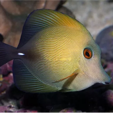 Zebrasoma Scopas