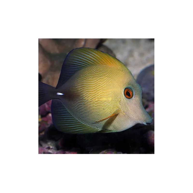 Zebrasoma Scopas Zebrasoma Scopas