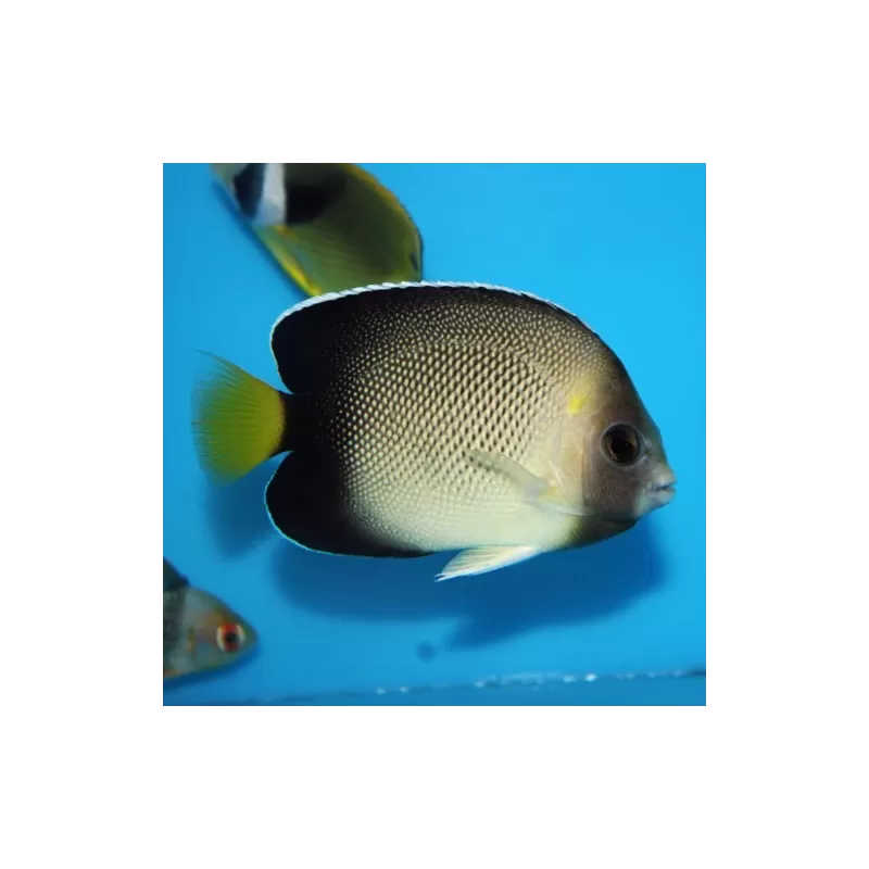 Apolemichthys Xanthurus M Apolemichthys Xanthurus M