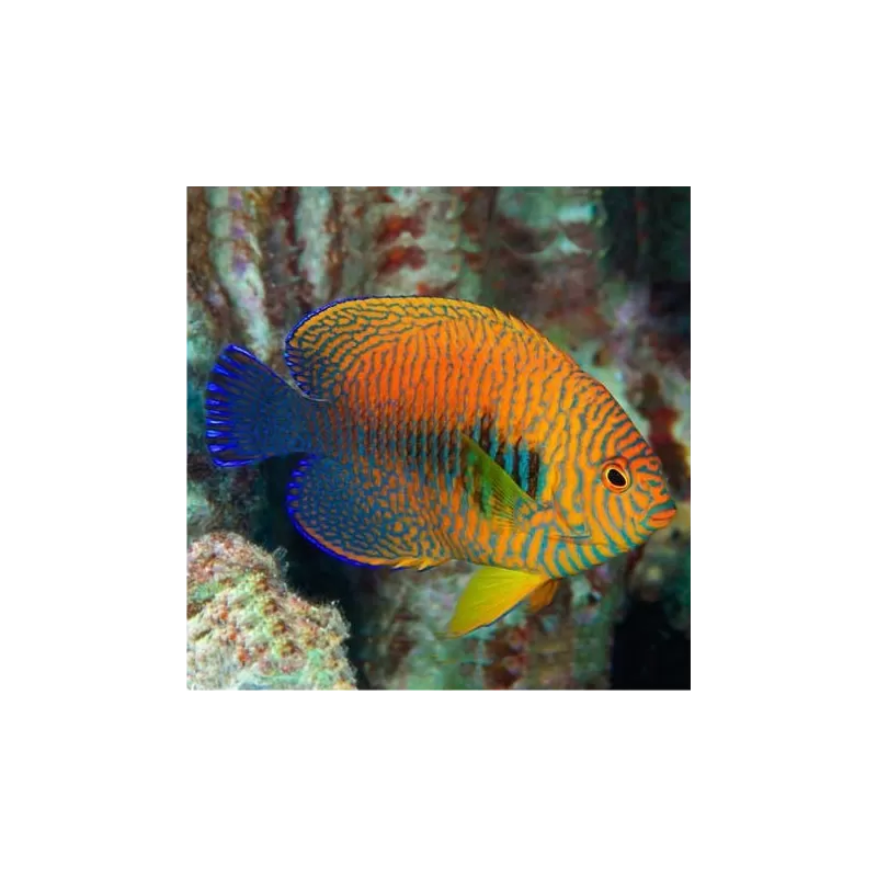 Centropyge Potteri Centropyge Potteri