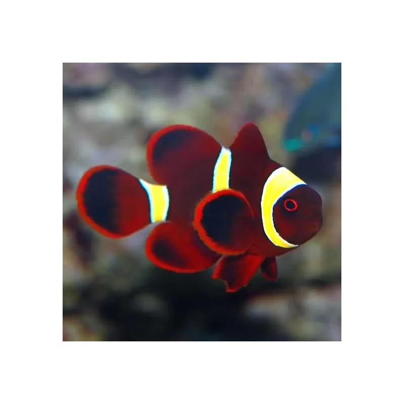 Premnas Epigramma gold stripe M