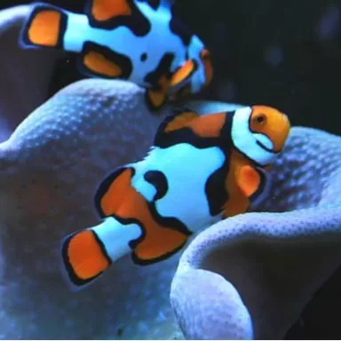 Amphiprion Percula picasso A2