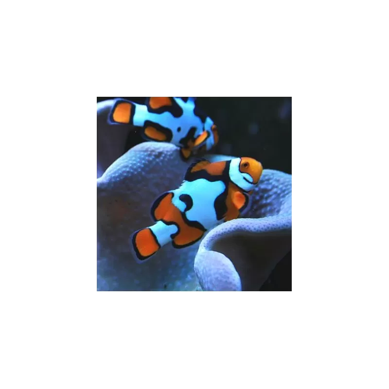 Amphiprion Percula Picasso A2 Amphiprion Percula Picasso A2