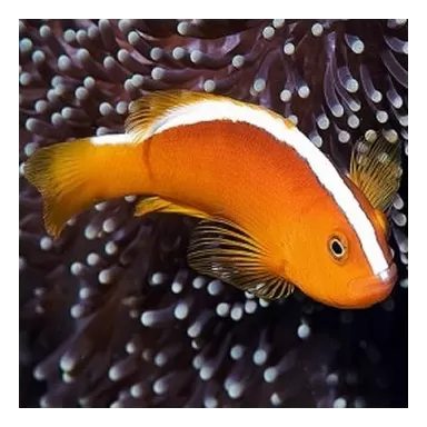 Amphiprion Akallopisos (M)