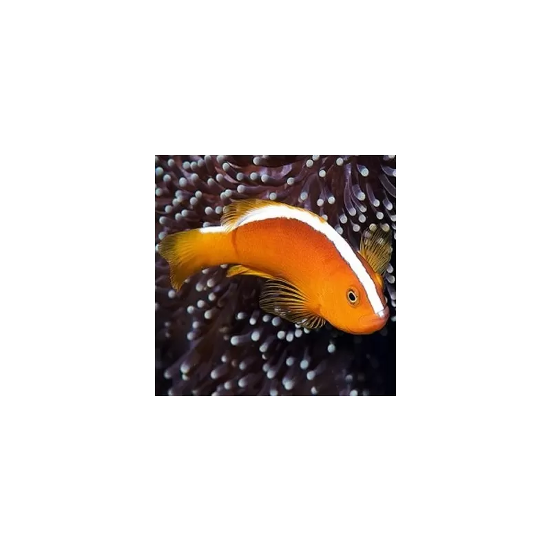 Amphiprion Akallopisos M Amphiprion Akallopisos M