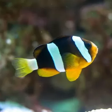 Amphiprion Clarkii