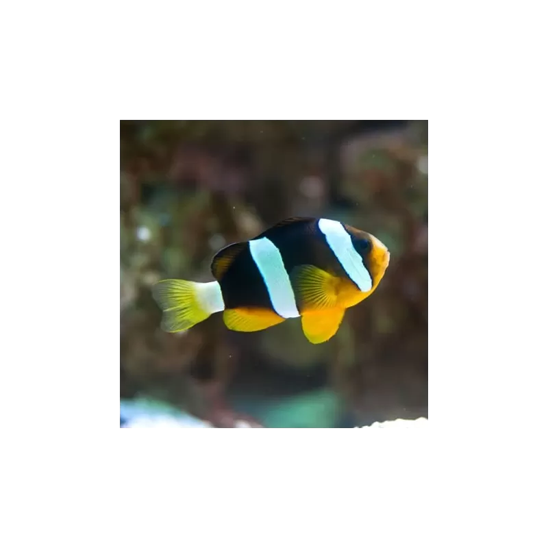 Amphiprion Clarckii Amphiprion Clarckii