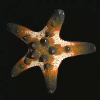 Vorläufer Nodosus