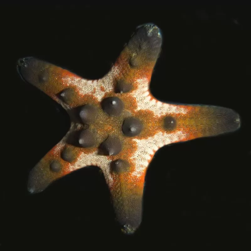 Protoreaster Nodosus