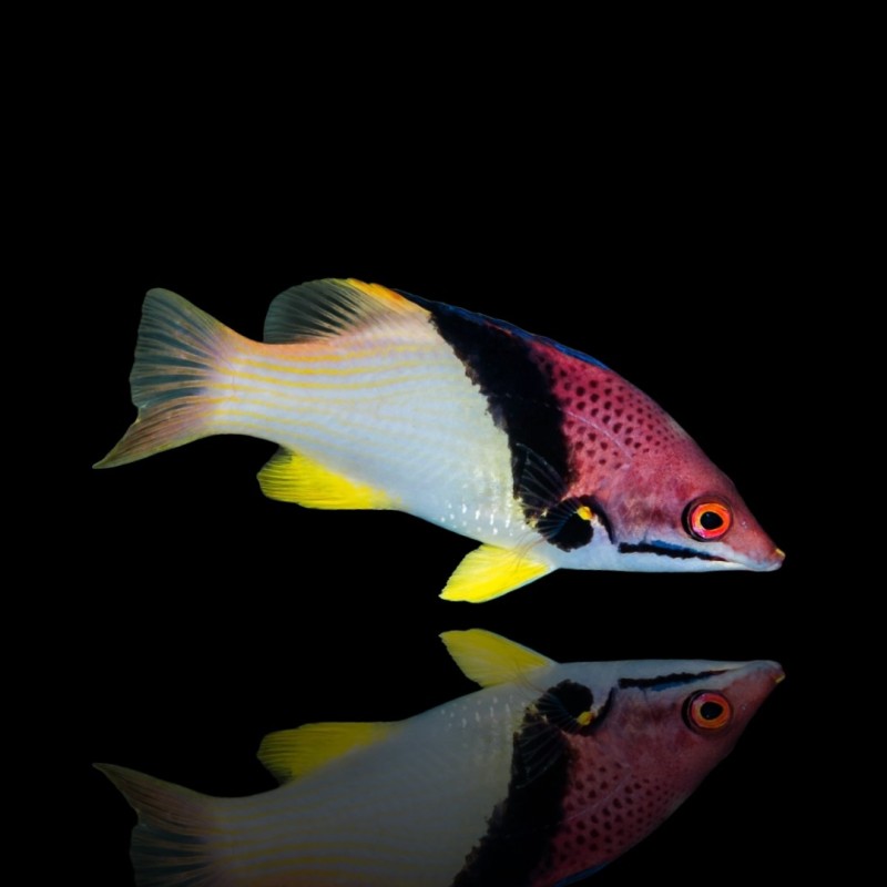 Bodianus Mesothorax (S) Bodianus Mesothorax (S)