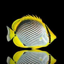 Chaetodon Melannotus ( SM )