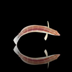 Coris Caudimacula (Stipple-tailed Coris) | Bunte Rifffische für Aquarien