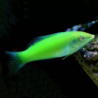 Halichoerus Chloropterus M