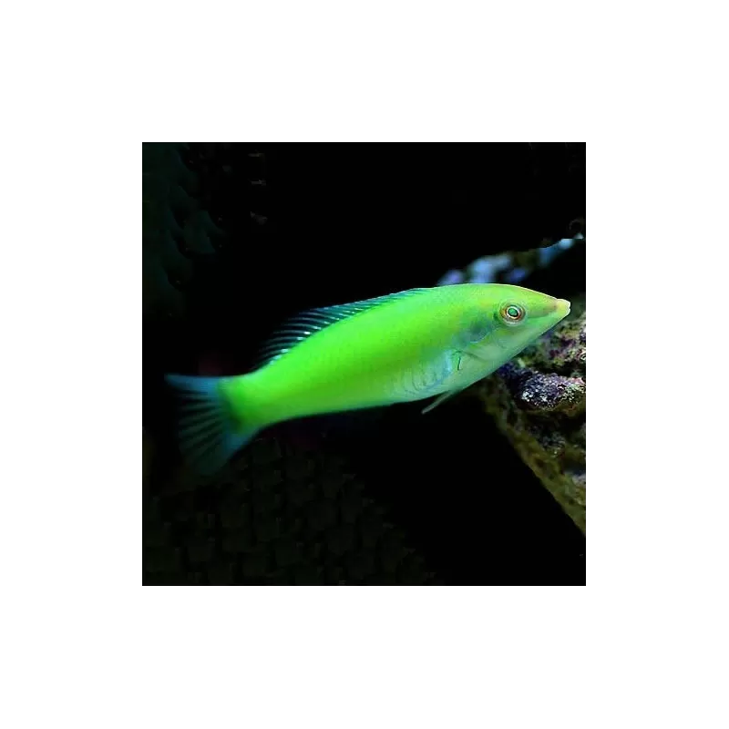 Halichoerus Chloropterus M