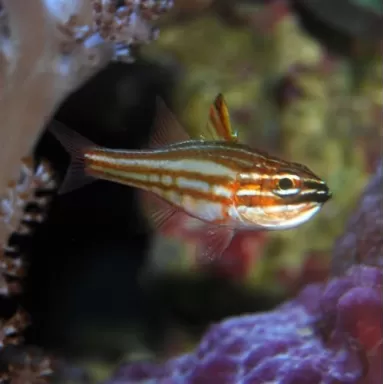 apogon margaritophorus