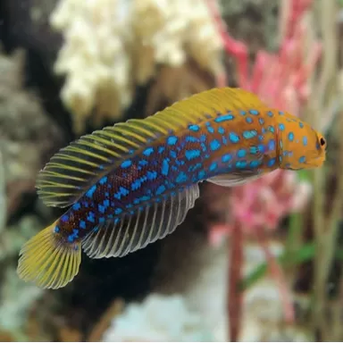 Opistognathus rosenblatti