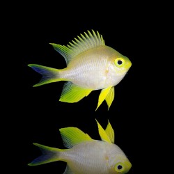 Amblyglyphidodon doré