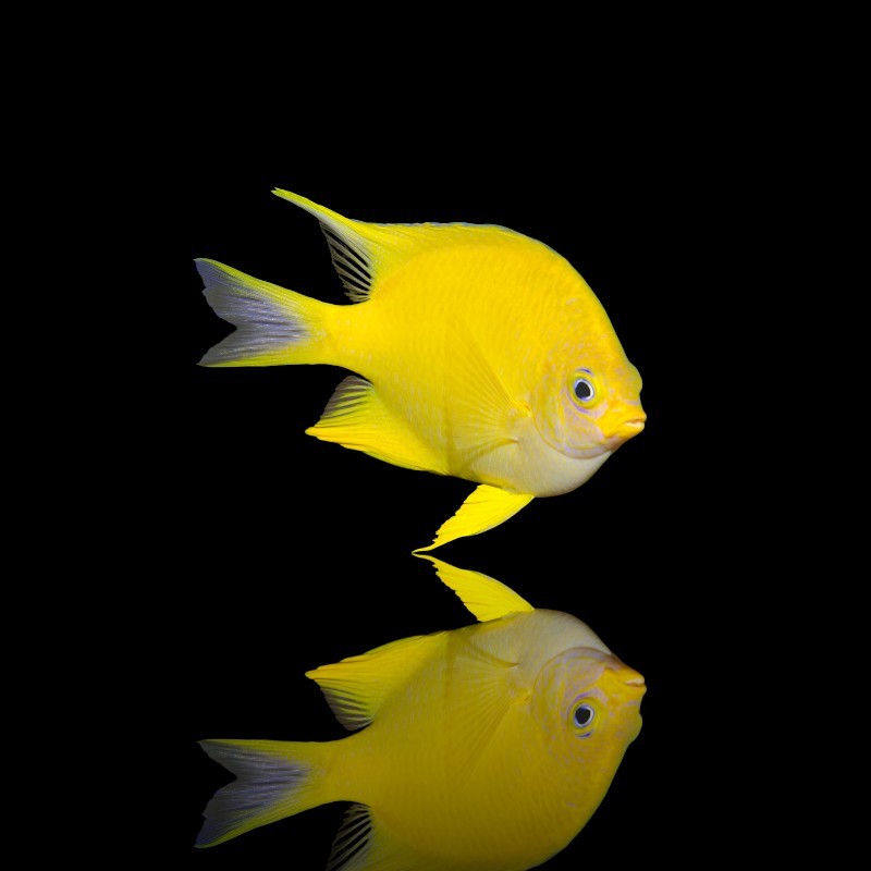 Amblyglyphidodon doré