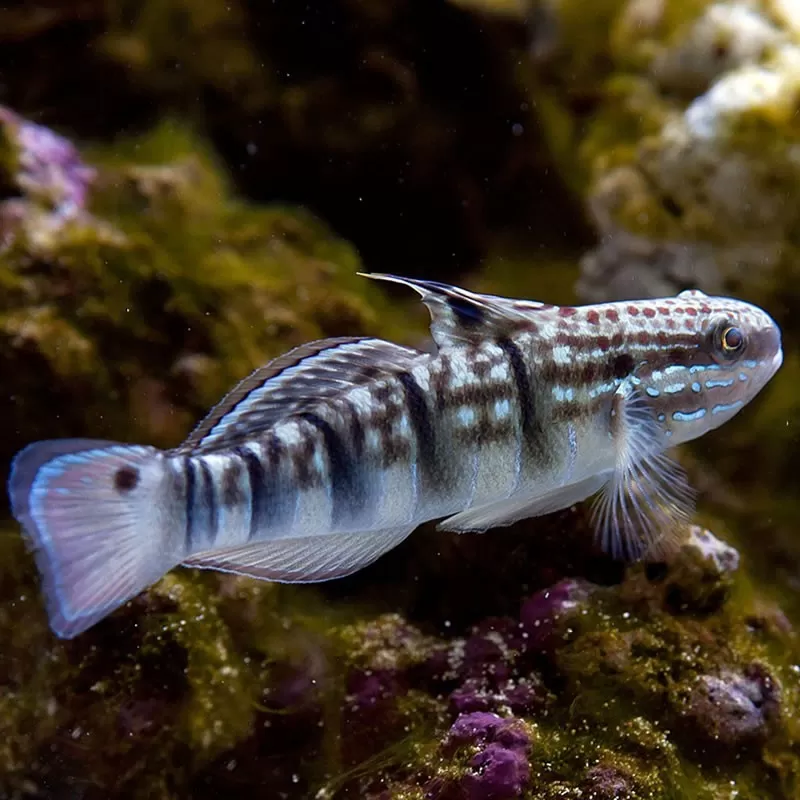 Amblygobius Phalaena Amblygobius Phalaena