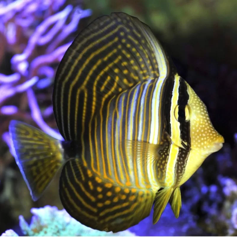 Zebrasoma Desjardinii L