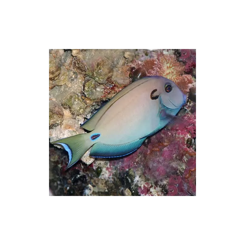 acanthurus tennenti M