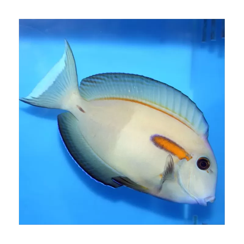 Acanthurus Olivaceus M Acanthurus Olivaceus M