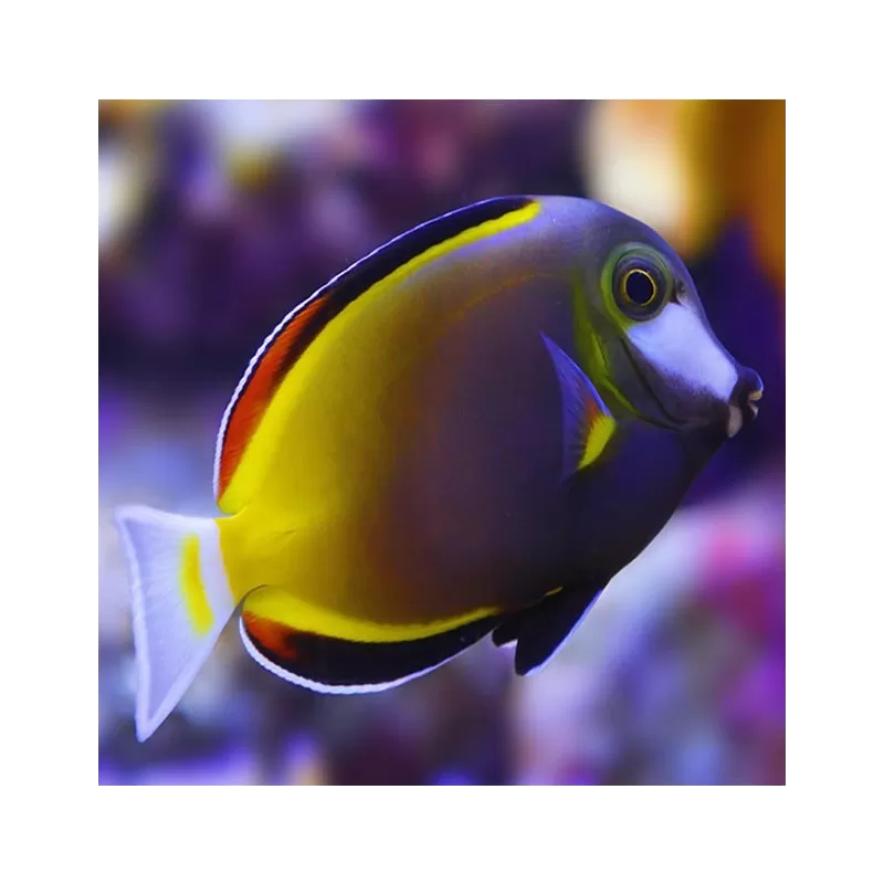 Acanthurus Japonicus M Acanthurus Japonicus M