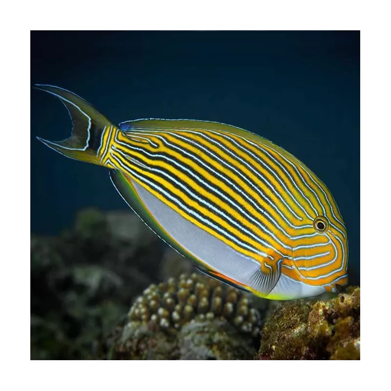 Acanthurus Lineatus M