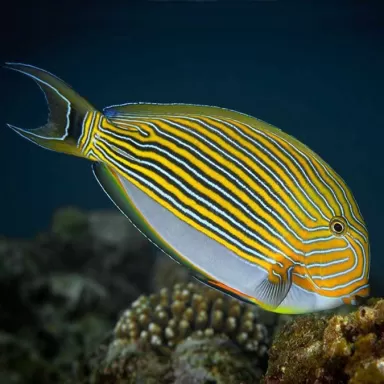 acanthurus lineatus L