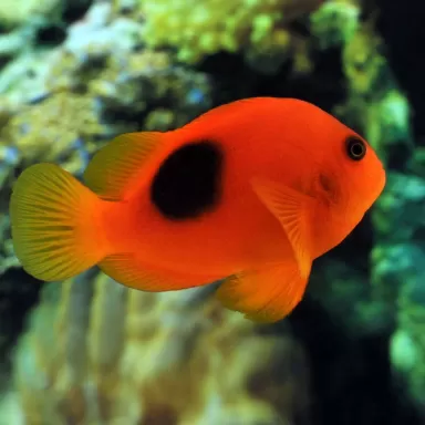 Amphiprion Ephippium (M)