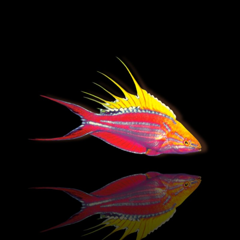 Paracheilinus Filamentosus (M)