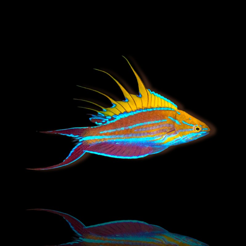 Paracheilinus Filamentosus (M)