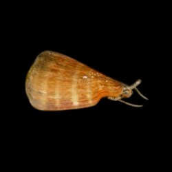 Strombus luhuanus (strombe tigré)
