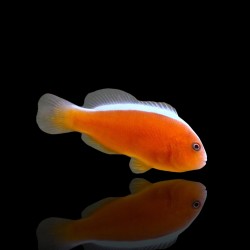 Amphiprion Akallopisos| Coralandfishstore.nl