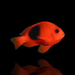 Amphiprion epiphippium| Coralandfishstore.nl