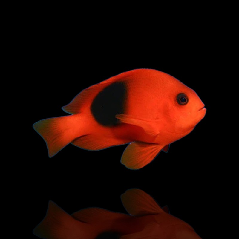Amphiprion Ephippium (M)