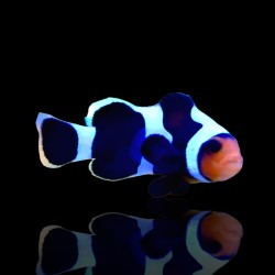 Amphiprion Ocellaris Black Gladiator l Coralandfishstore.nl