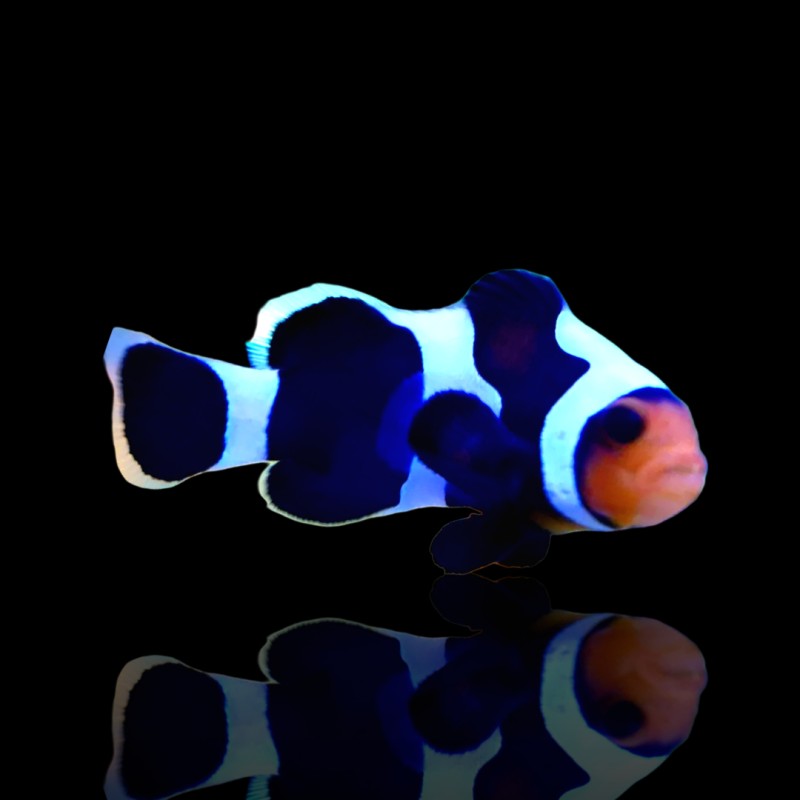 Amphiprion Ocellaris Schwarzer Gladiator