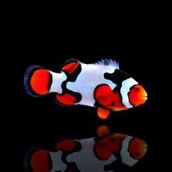 Amphiprion Picasso | Coralandfishstore.nl