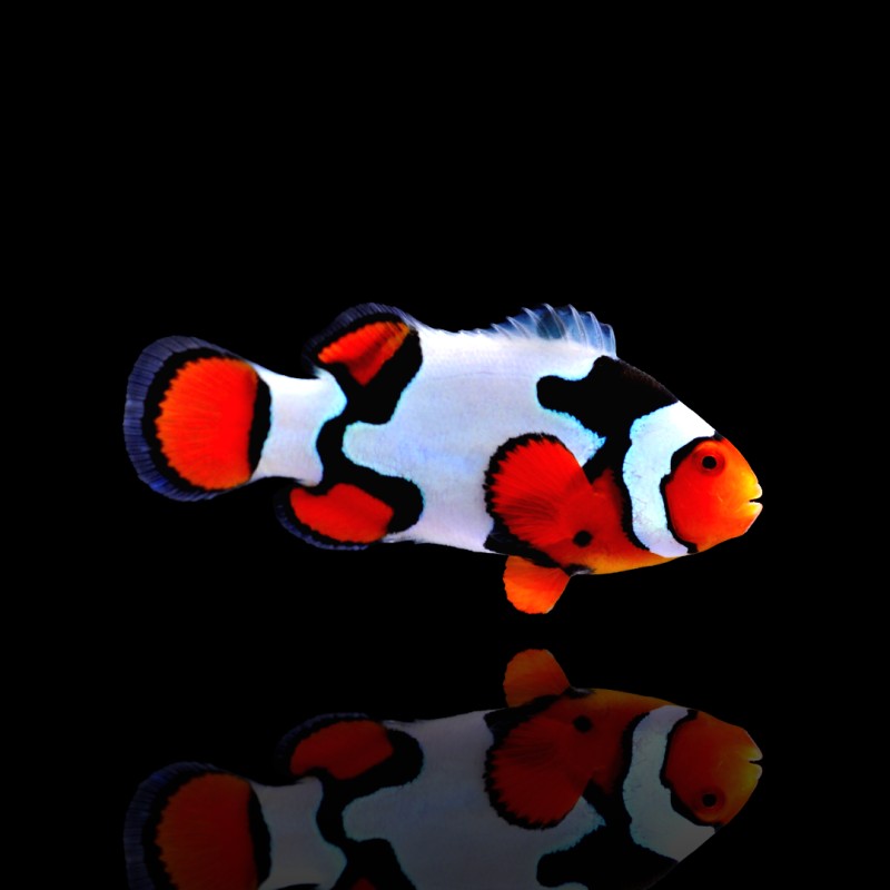 Amphiprion Percula picasso A2