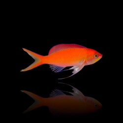 Mirolabrichthys Dispar