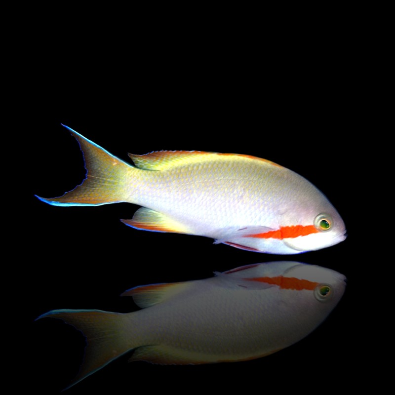 Pseudanthias Huchtii