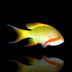 Pseudanthias Huchtii| Coralandfishstore.nl