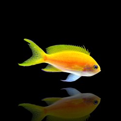 Pseudanthias Pleurotaenia Female