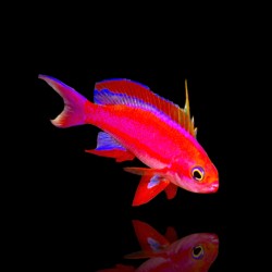 Pseudanthias Randalli