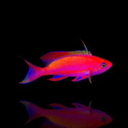 Pseudanthias Pleurotaenia weiblich | Coralandfishstore.nl