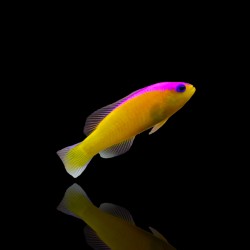 Pictichromis diadema | Coralandfishstore.nl