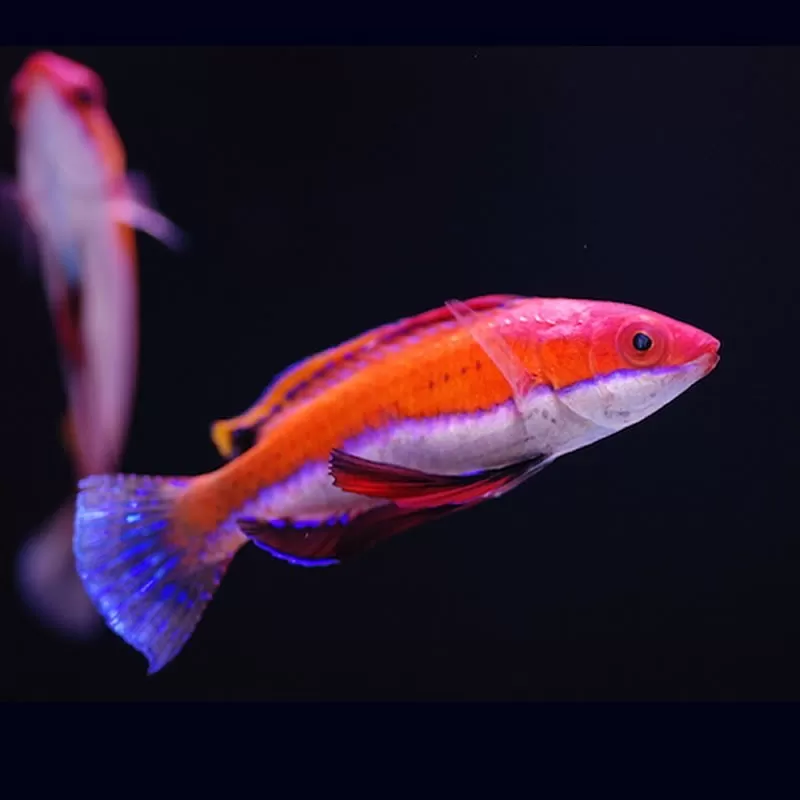 Cirrhilabrus rubriventralis Cirrhilabrus rubriventralis