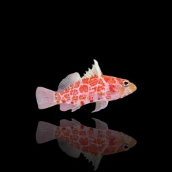 Plectranthias Inermis bestellen? l Coralandfishstore.nl